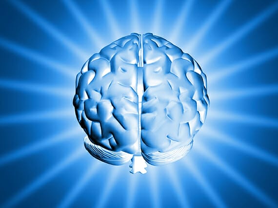 brain