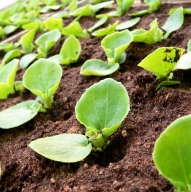 sideplant